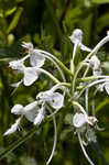 White fringed orchid